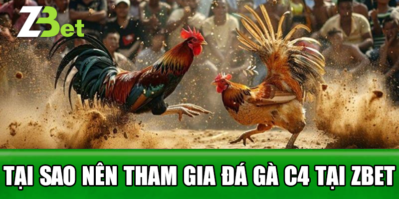 tại sao nên tham gia đá gà c4 tại zbet