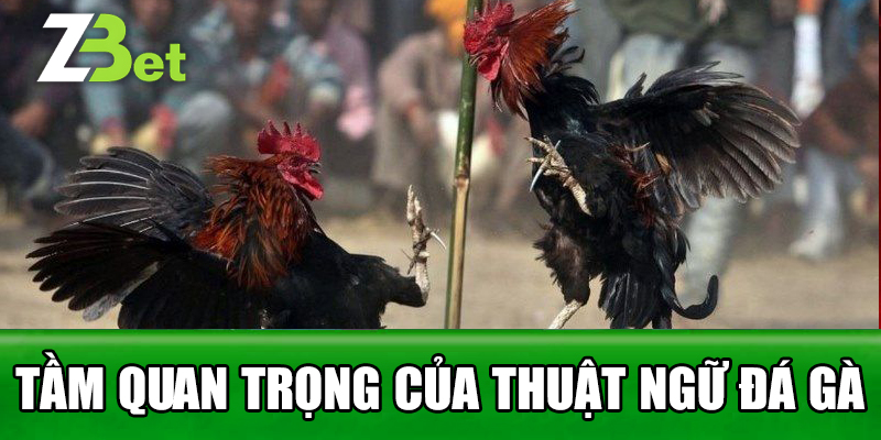 tầm quan trọng của thuật ngữ đá gà