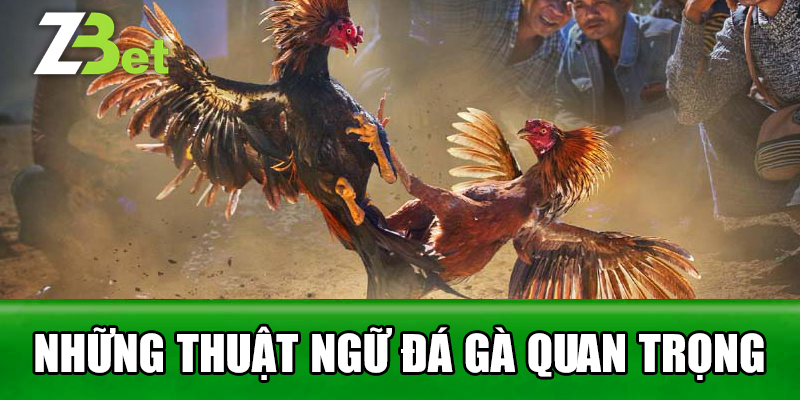 những thuật ngữ đá gà quan trọng