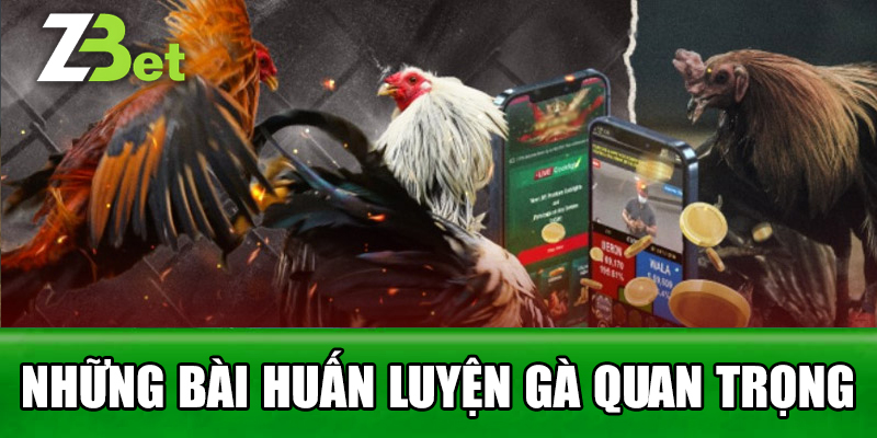 Những bài huấn luyện gà quan trọng