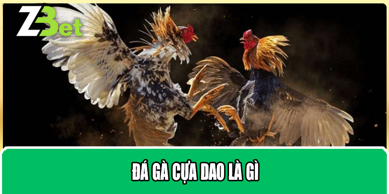 Đá gà cựa dao là gì
