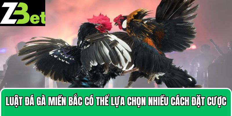 Luật đá gà miền Bắc có thể lựa chọn nhiều cách đặt cược
